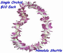 Single Orchid